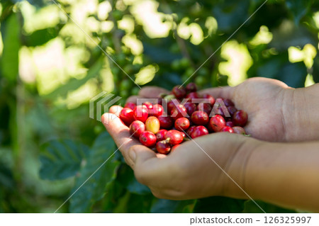 Close up hand harvest red ripe coffee seed robusta arabica berry harvesting coffee farm. Hand people harvest coffee bean ripe Red berries plant fresh seed coffee tree growth in green eco organic farm 126325997