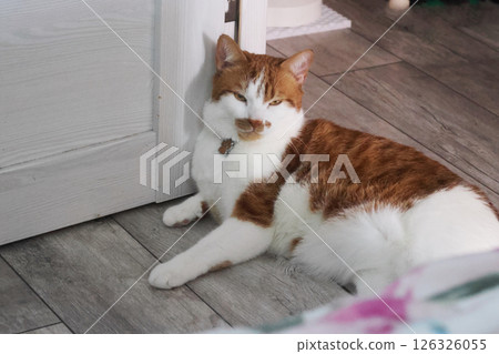A ginger cat is lying on the floor. A ginger cat is lying on the floor. 126326055