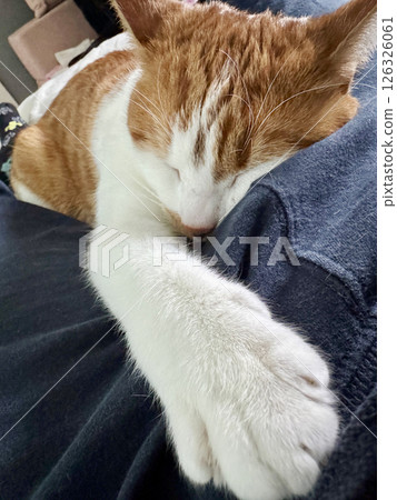 A ginger cat is sleeping on its owner, with a paw stretched forward. Close-up. A ginger cat is sleeping on its owner, with a paw stretched forward. Close-up. 126326061