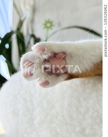 A ginger cats paw. Sticking out of a bed. Pink paw pads. Close-up. A ginger cats paw. Sticking out of a bed. Pink paw pads. Close-up. 126326062