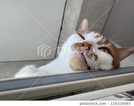 Head of a ginger cat. Lying on a refrigerator. Head of a ginger cat. Lying on a refrigerator. 126326065
