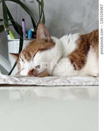 A ginger cat is sleeping on a mat with its head on its paws. Close-up. 126326067