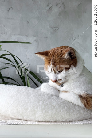 A ginger cat is sitting in a bed. Paws tucked. With a thoughtful look. A ginger cat is sitting in a bed. Paws tucked. With a thoughtful look. 126326070