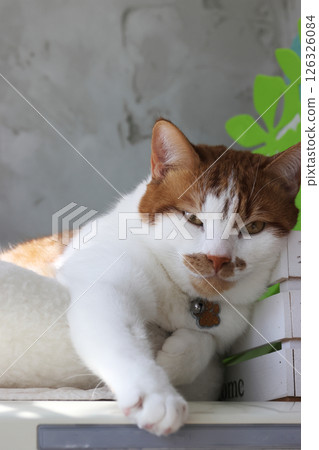 A ginger cat is sleeping in a bed on top of a refrigerator. He stretched his paw forward. 126326084