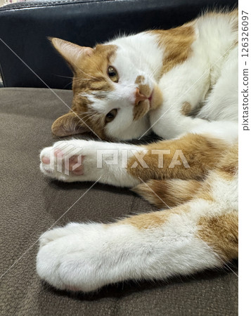 A ginger cat is lying on its side, resting and looking at the camera. 126326097