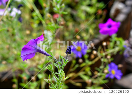 Vibrant Purple Flowers Blooming in a Tranquil Garden During Bright Daylight Hours Vibrant Purple Flowers Blooming in a Tranquil Garden During Bright Daylight Hours 126326190