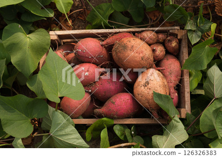 A natural farm scene with organic sweet potatoes packed in wooden boxes 126326383