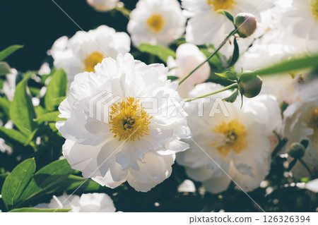 Peonies in bloom. Peonies in bloom. 126326394