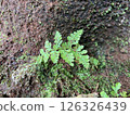 Creative nature background Cystopteris fragilis growing 126326439