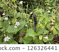 Creative nature background a caterpillar has a beautiful colors 126326441
