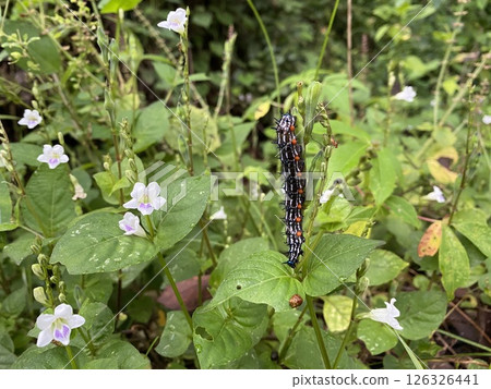 Creative nature background a caterpillar has a beautiful colors 126326441