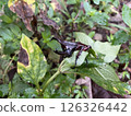 Creative nature background Xylotrupes gideon 126326442