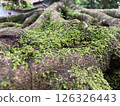 Creative nature background Green moss growing 126326443