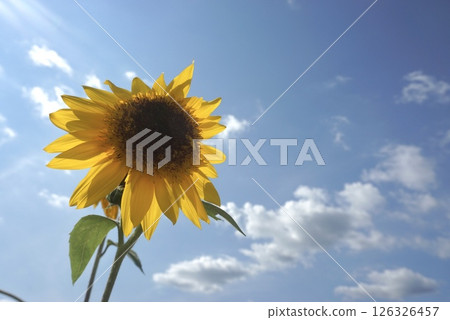 向日葵直直地向著太陽生長 126326457