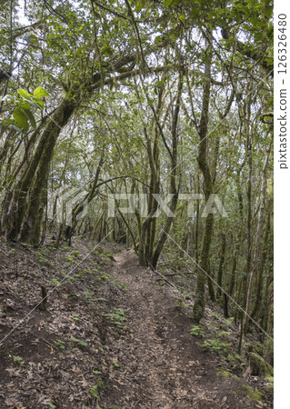 Narrow footpath at laurisilva forest at Park rural de Teno mountains, Tenerife, Canary Islands. Mysterious fairytale magical nature scenery with Erica arborea trees, moss, ferns and green leaves 126326480