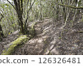 Narrow footpath at laurisilva forest at Park rural de Teno mountains, Tenerife, Canary Islands. Mysterious fairytale magical nature scenery with Erica arborea trees, moss, ferns and green leaves 126326481
