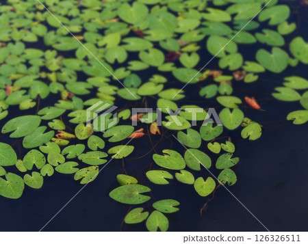 水生植物Kagabuta 126326511