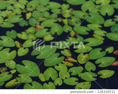 水生植物Kagabuta 126326512