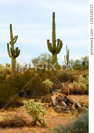 Early Winter Landscape Sonoran Desert Arizona Early Winter Landscape Sonoran Desert Arizona 126326557