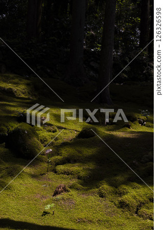 苔蘚森林 苔蘚森林 126326598