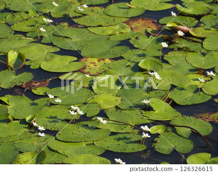 水生植物 Kagabuta 的白色花朵 水生植物 Kagabuta 的白色花朵 126326615