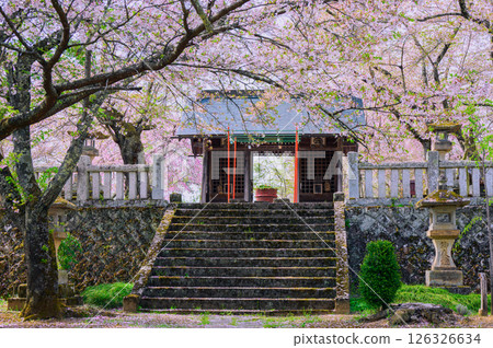[Choushoji Temple] Niomon Gate and cherry blossoms [Nagano City, Shinsara Town] 126326634