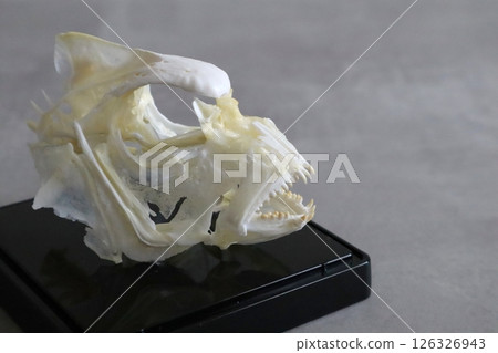 Red sea bream skeleton 126326943
