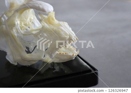 Red sea bream skeleton 126326947