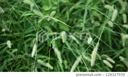 卡特彼勒在路邊 126327030