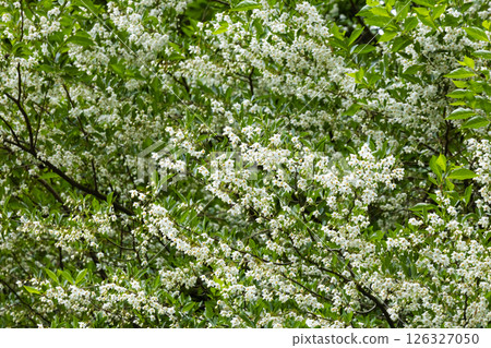 安息香花 安息香花 126327050
