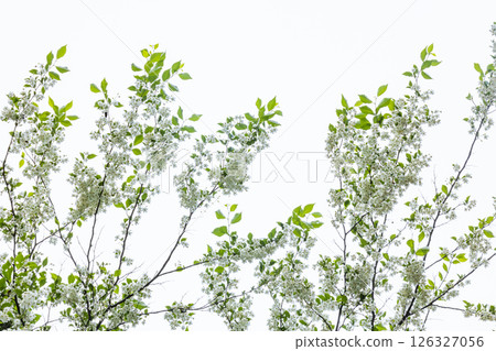 安息香花 安息香花 126327056