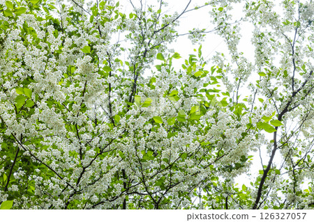 Styrax flower Styrax flower 126327057