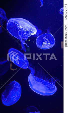 AI image: A jellyfish glowing blue under black light 126327061