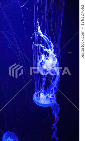 AI image: A jellyfish glowing blue under black light 126327062