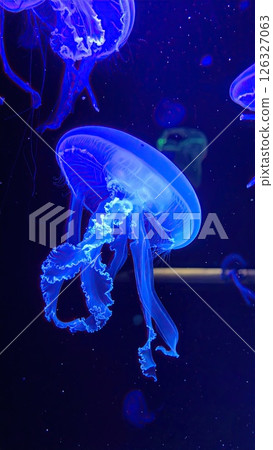 AI image: A jellyfish glowing blue under black light 126327063