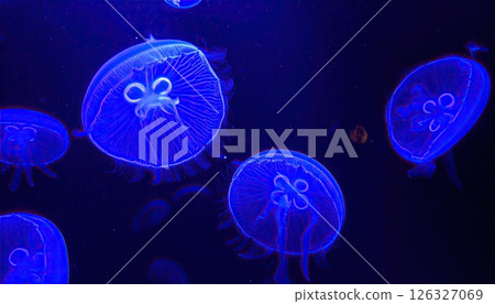 AI image: A jellyfish glowing blue under black light 126327069