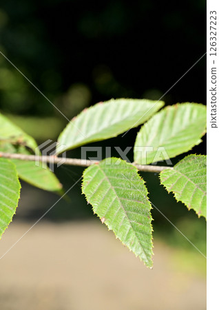 樹：Inuida birchaceae 126327223