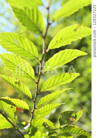Tree: Inuida birchaceae 126327225