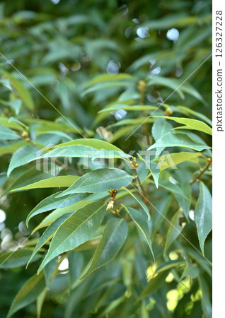 Trees: Fagaceae 126327228