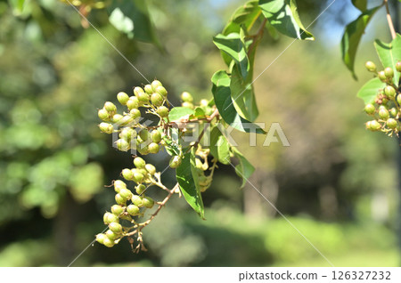 樹:木犀科補血草 樹:木犀科補血草 126327232