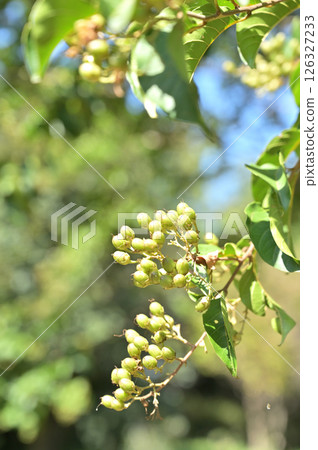 Tree: Limonium japonicum, Oleaceae Tree: Limonium japonicum, Oleaceae 126327233