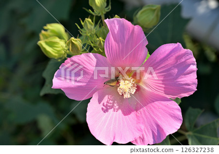 Tree: Fuyuu family 126327238