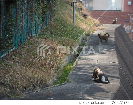 常滑陶藝漫步貓雕像 126327524