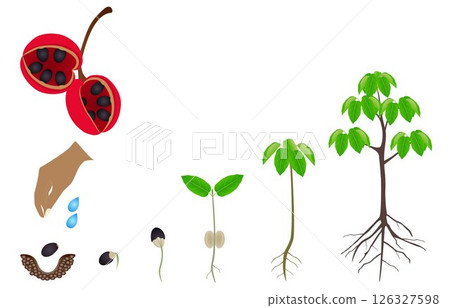 Sequence of sterculia quadrifida plant growing isolated on white. Sequence of sterculia quadrifida plant growing isolated on white. 126327598