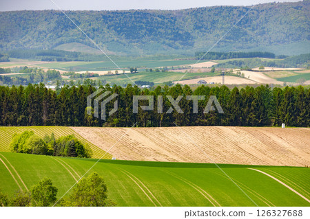 Hokkaido's grasslands stretch out like carpets 126327688