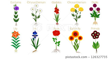 Set of flowers with roots on a white. 126327735