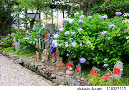 繡球花開花的方法 繡球花開花的方法 126327835