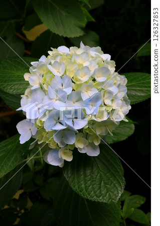 球形花朵的藍色繡球花 球形花朵的藍色繡球花 126327853