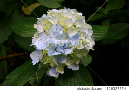 藍色繡球花 126327854