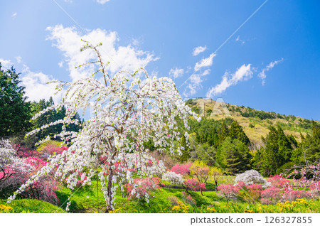 上田市 千里桃花 126327855